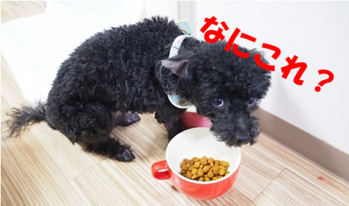 Ȃɂ摜